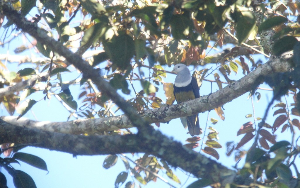 Banded Fruit Dove (Ptilinopus cinctus)