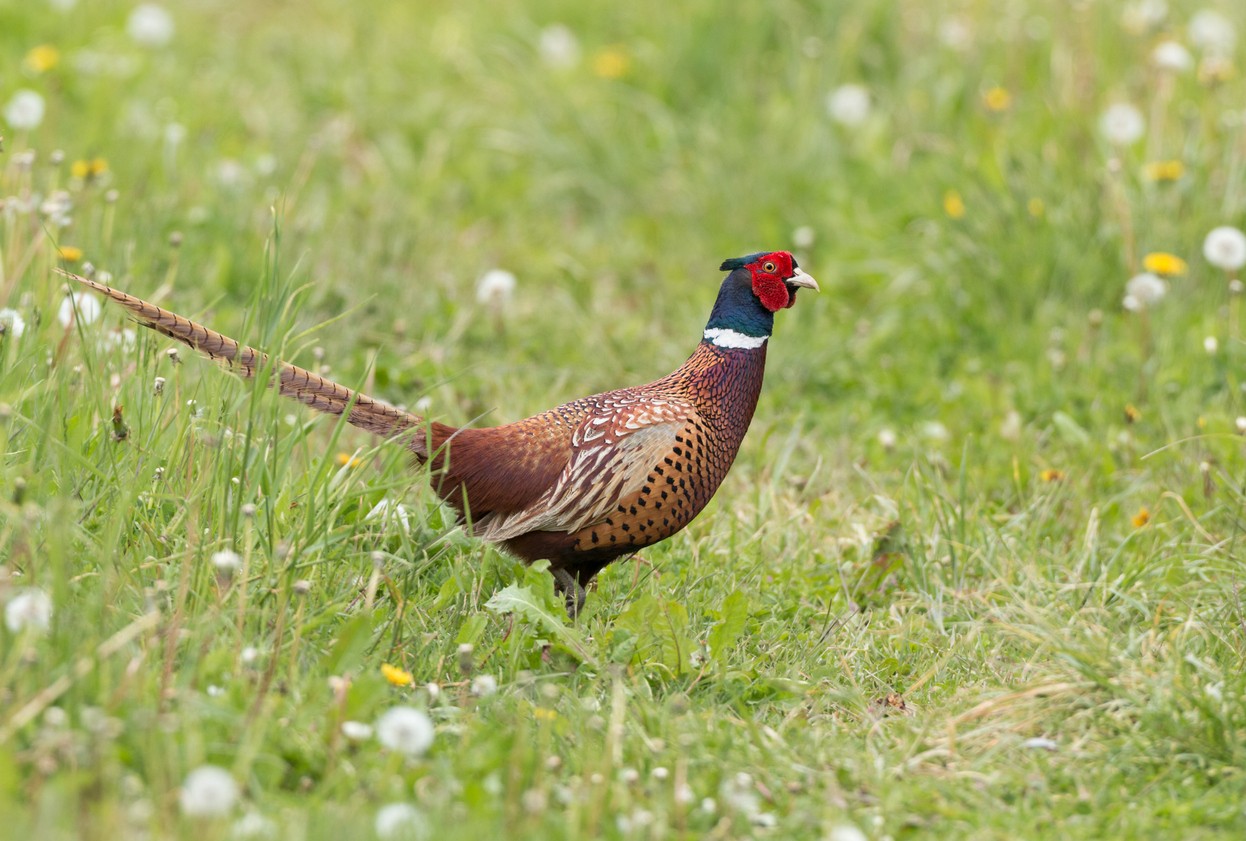 Fagiano comune (Phasianus colchicus)