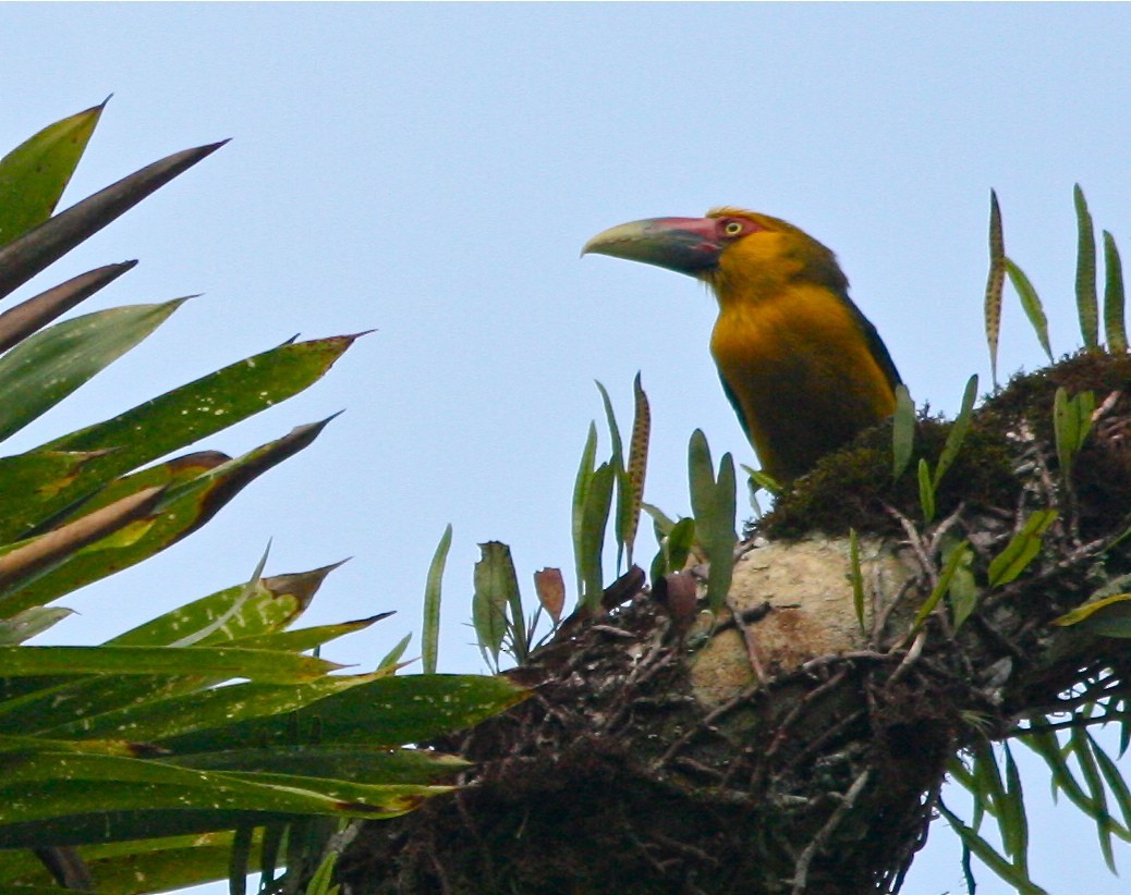 Arasarí banana (Pteroglossus bailloni)