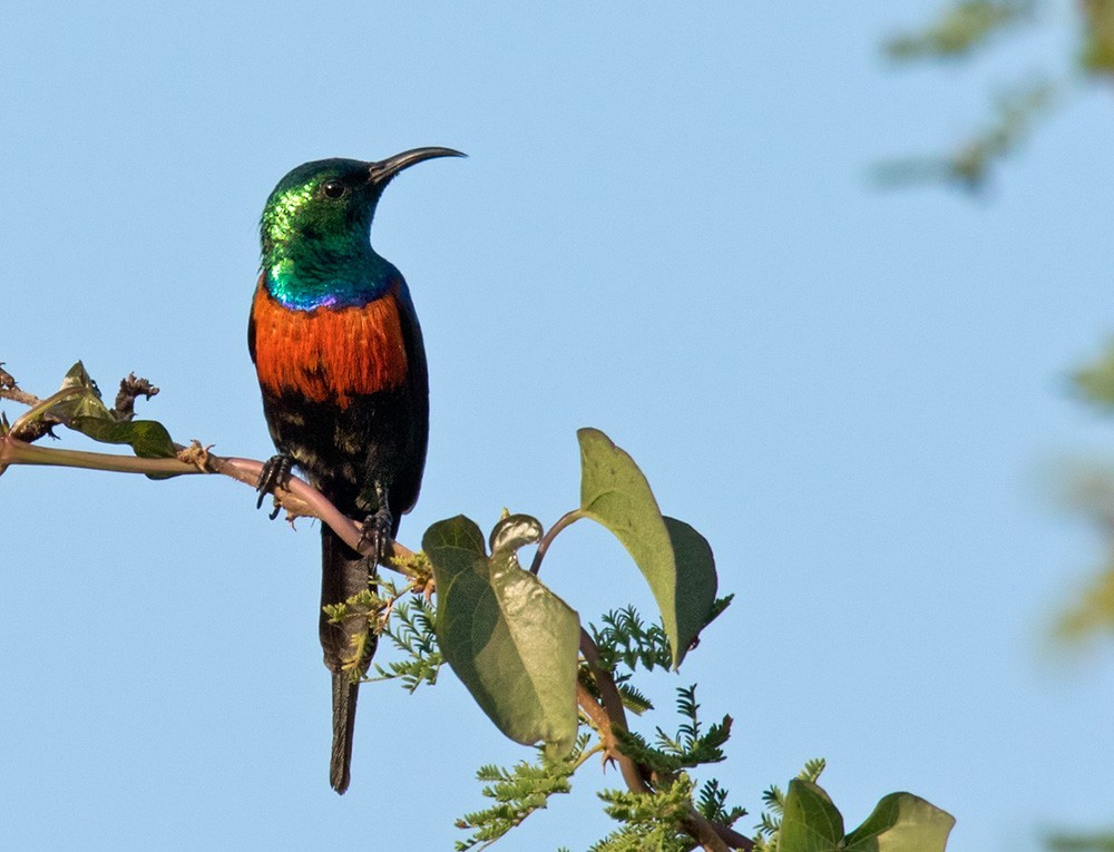 Menieborsthoningzuiger (Cinnyris nectarinioides)