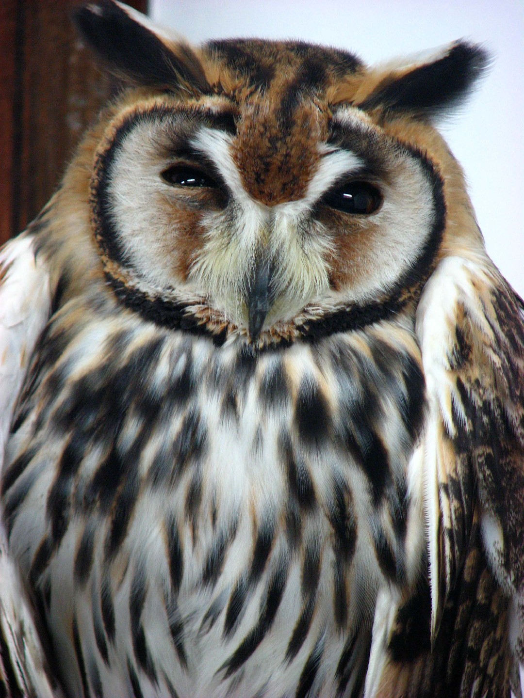 Striped Owl (Asio clamator)