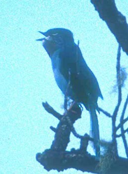 Rufous-throated Solitaire (Myadestes genibarbis)