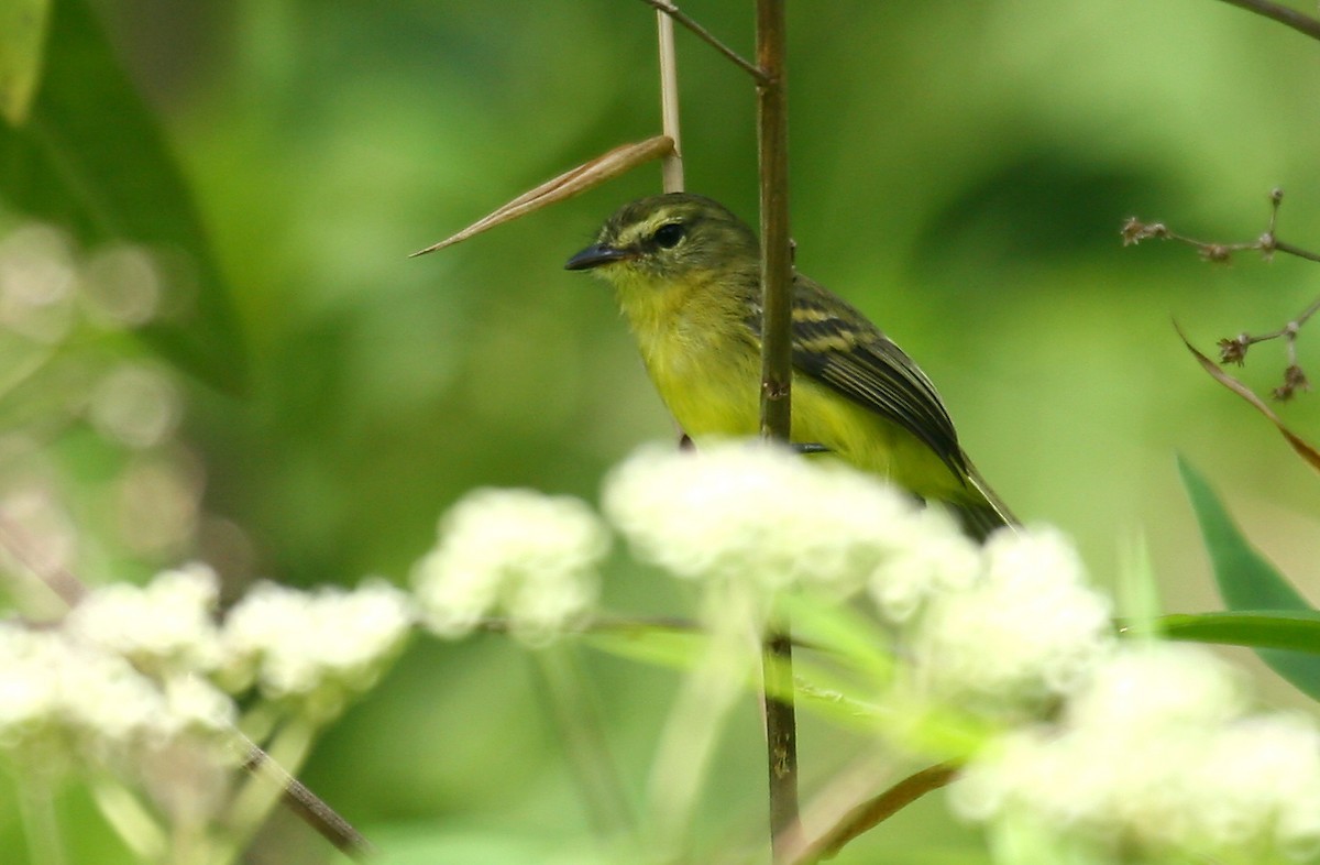 Yellow Tyrannulet (Capsiempis flaveola)