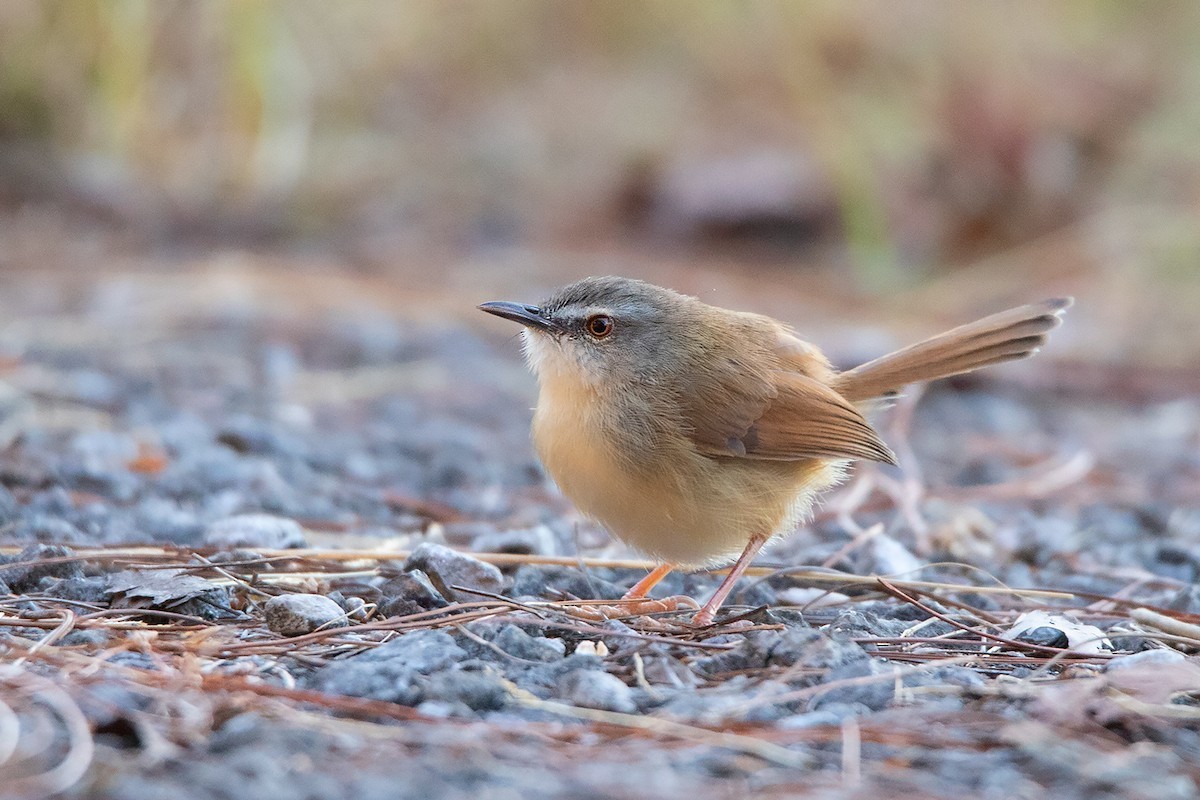 Rufescent Prinia (Prinia rufescens)