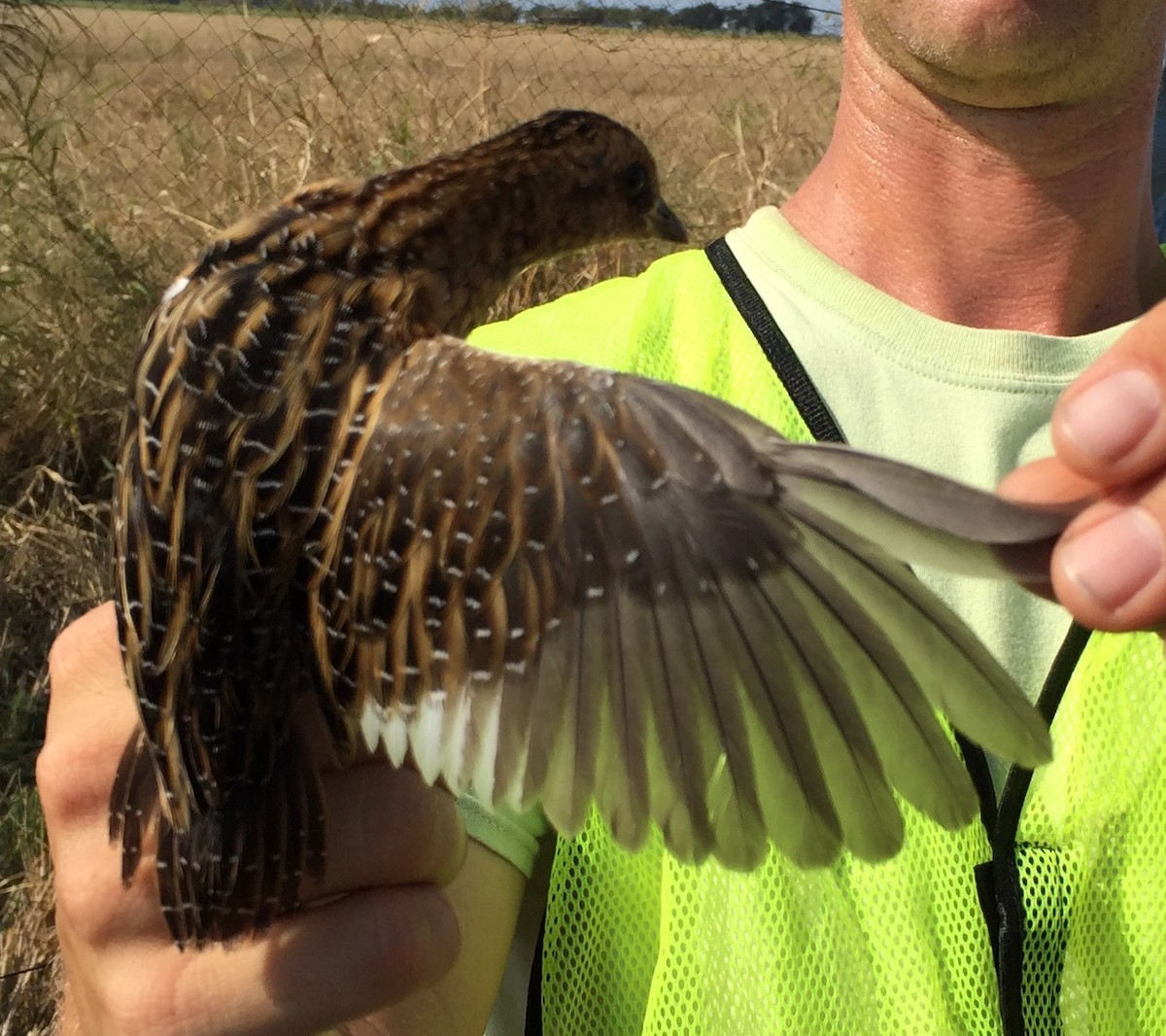 Yellow Rail (Coturnicops noveboracensis)