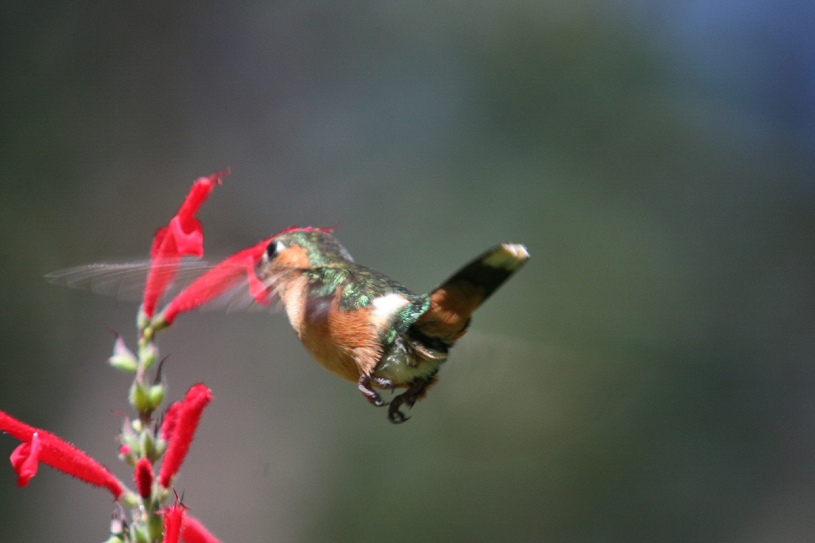 Colibrí de Dupont (Tilmatura dupontii)