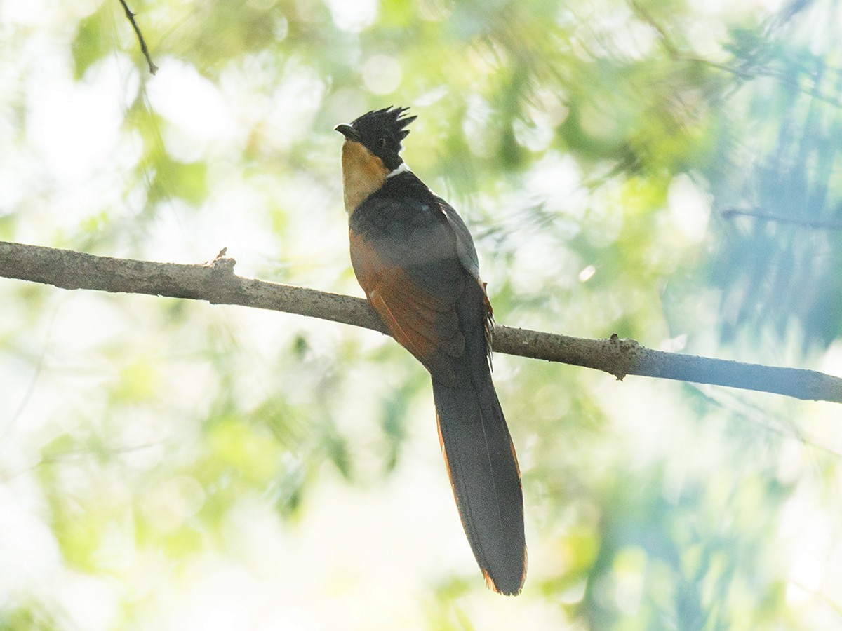 Críalo Oriental (Clamator coromandus)