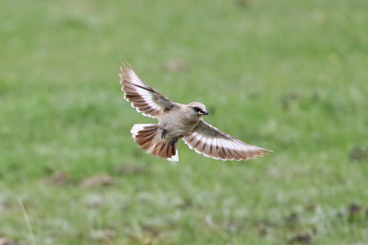 White-rumped Snowfinch (Onychostruthus taczanowskii)