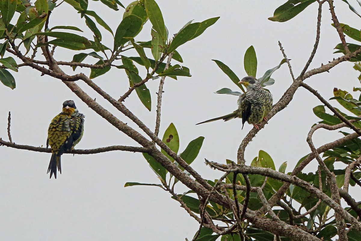 Swallow-tailed Cotinga (Phibalura)