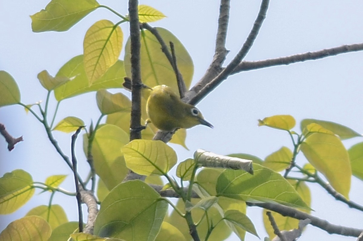 Yellowish White-eye