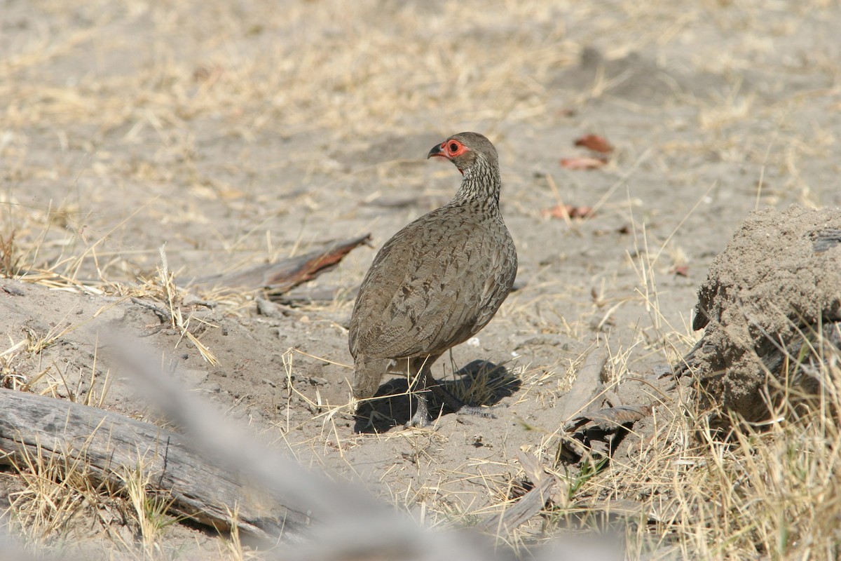 Swainson's Spurfowl