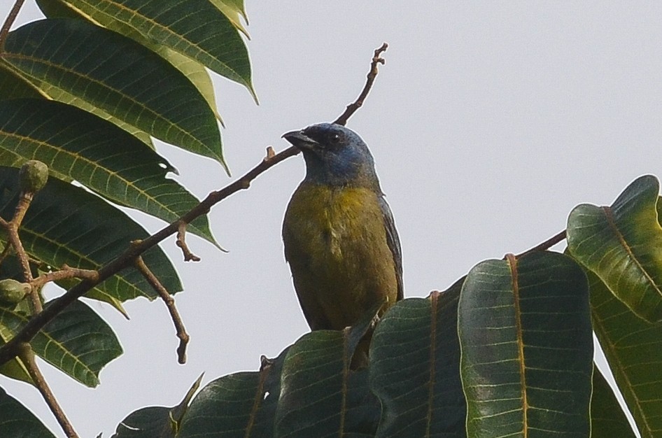 Blue-and-yellow tanager (Rauenia bonariensis)