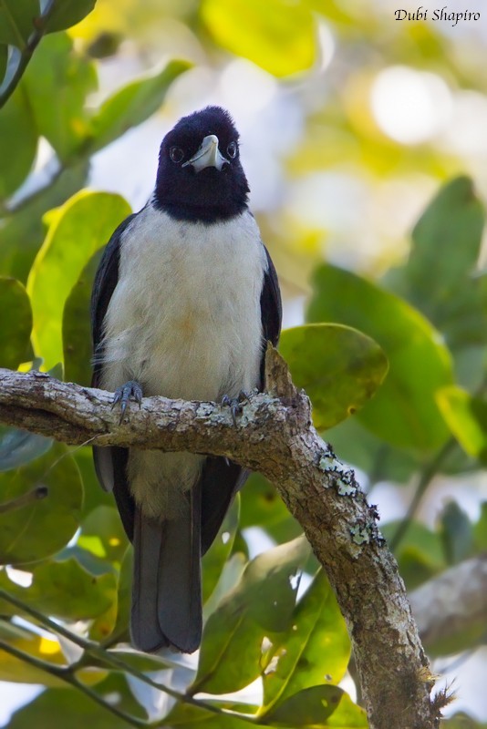 白額厚嘴鵙 (Xenopirostris polleni)