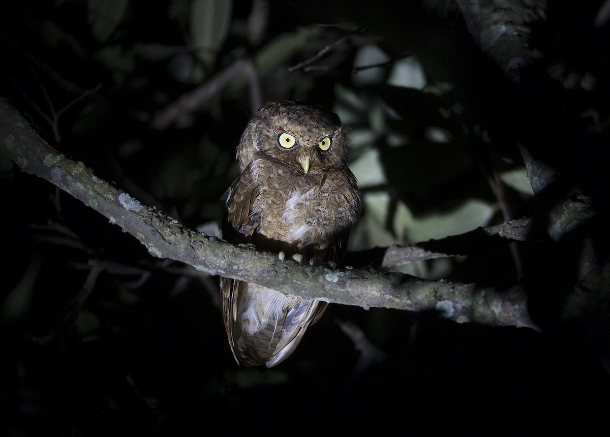 Mountain Scops Owl (Otus spilocephalus)