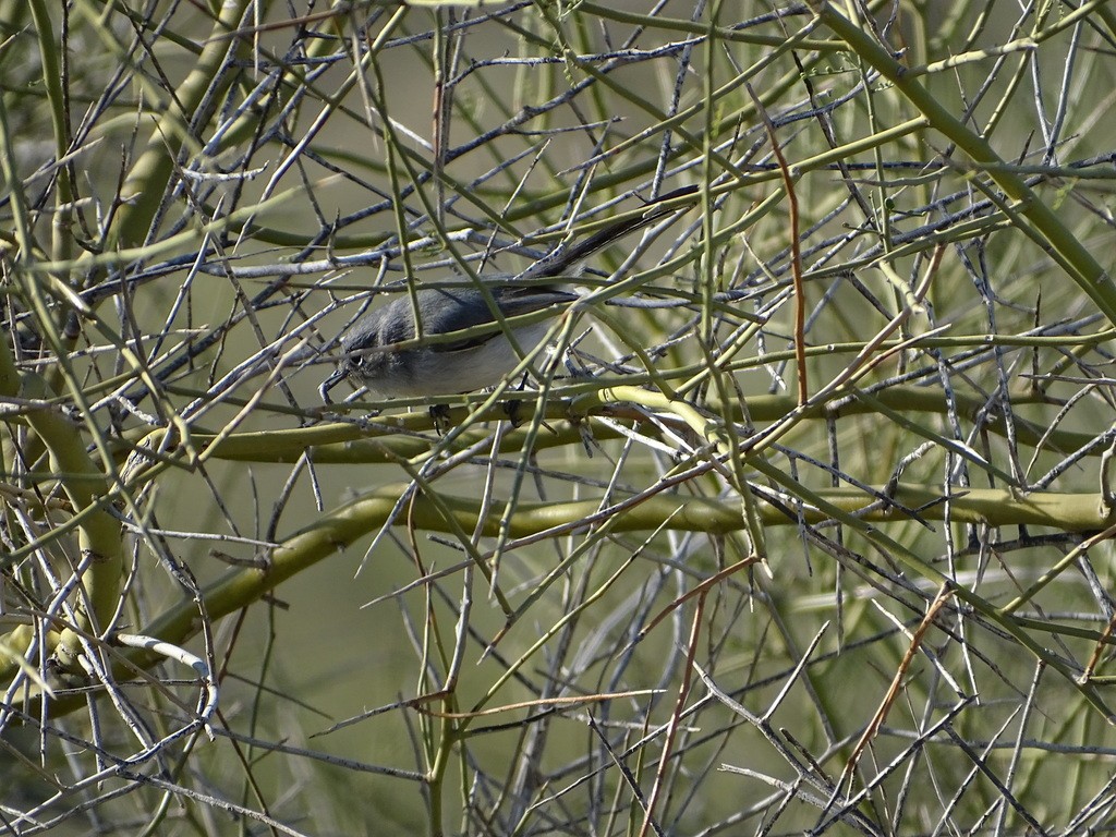 Perlitas (Polioptila)