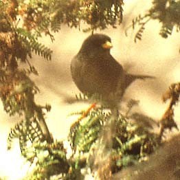 Slender-billed Finch (Xenospingus concolor)