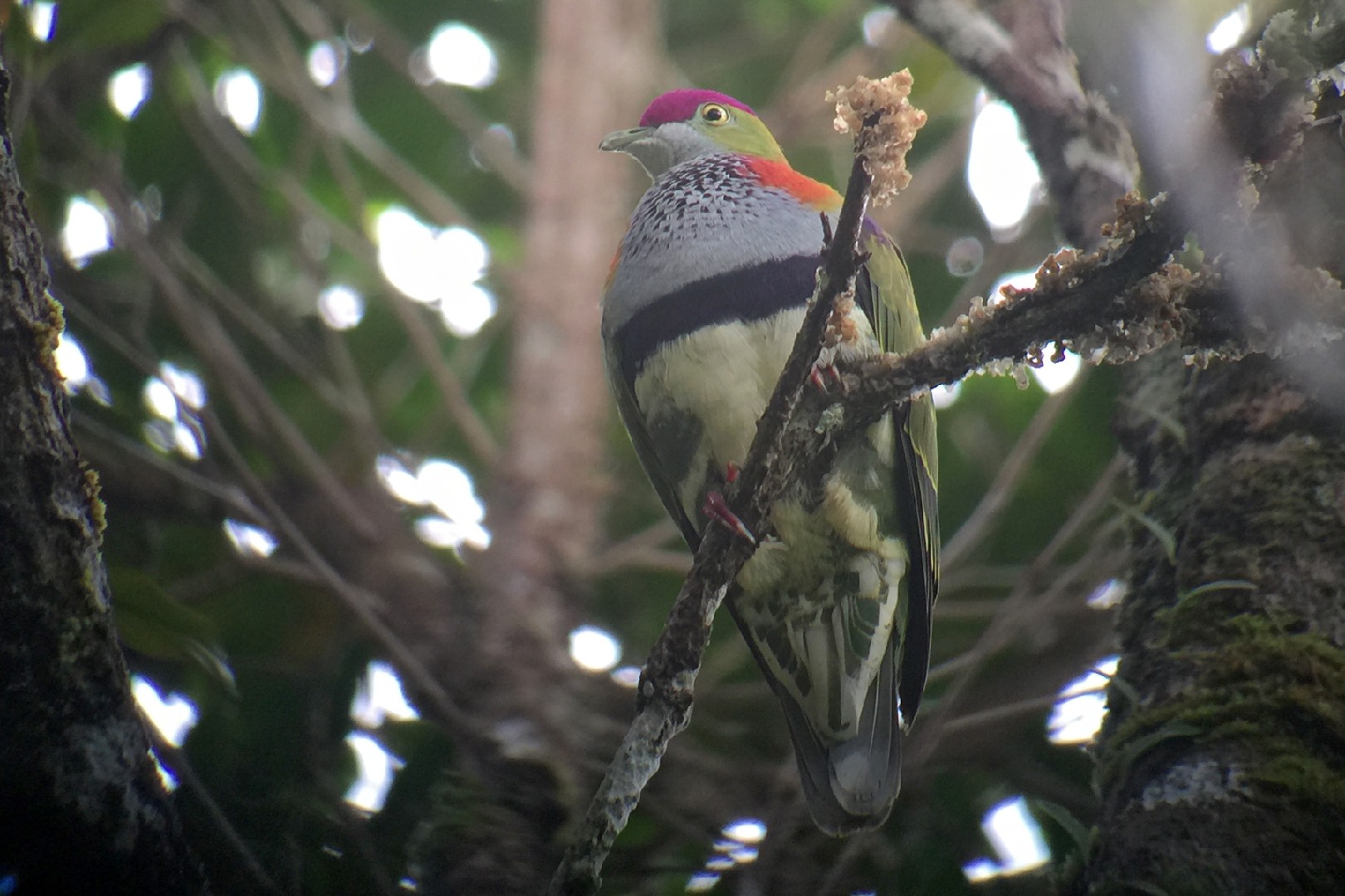 Tilopo Soberbio (Ptilinopus superbus)