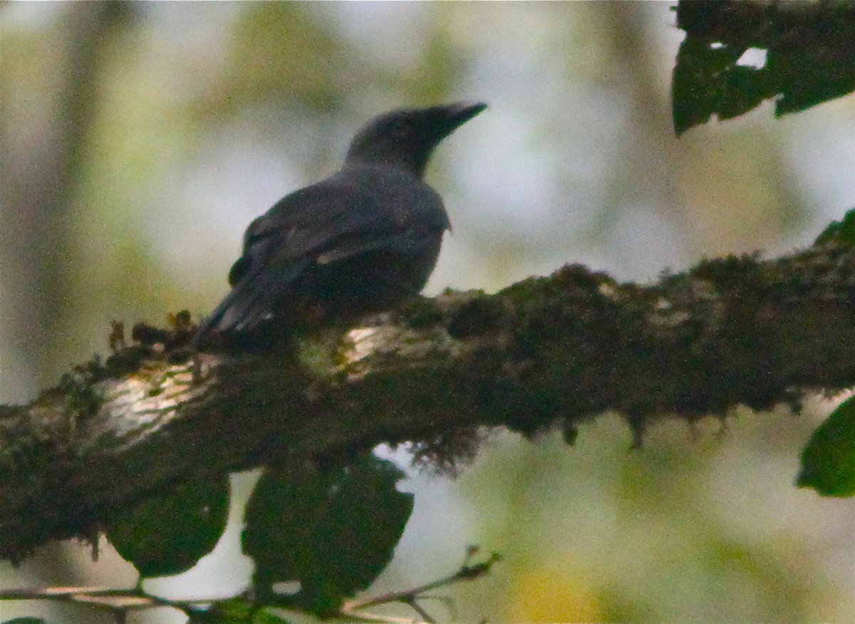 Donkerblauwe Rupsvogel (Coracina temminckii)