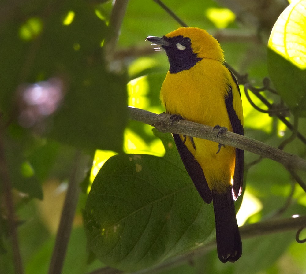 White-eared and Golden Monarchs (Carterornis)