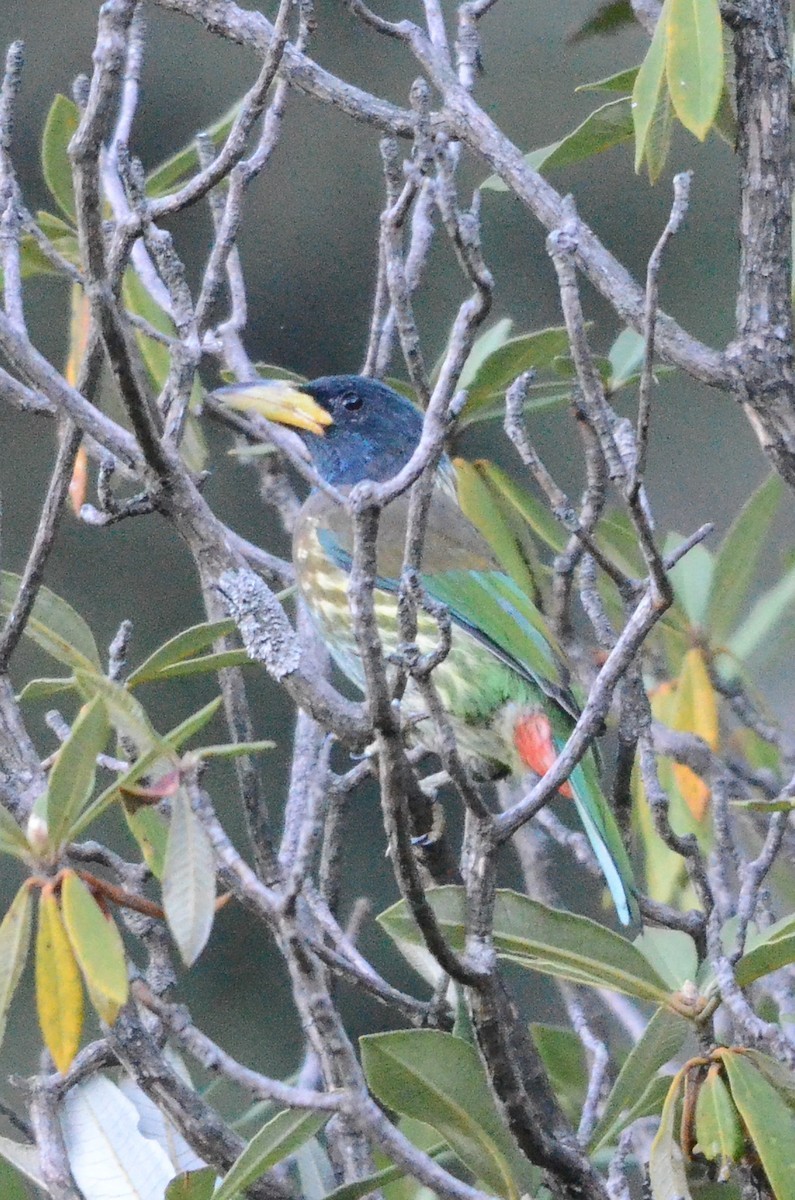 Heulbartvogel (Psilopogon virens)