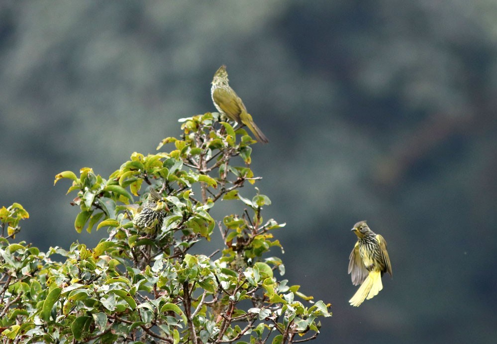 Alcurus striatus (Alcurus striatus)