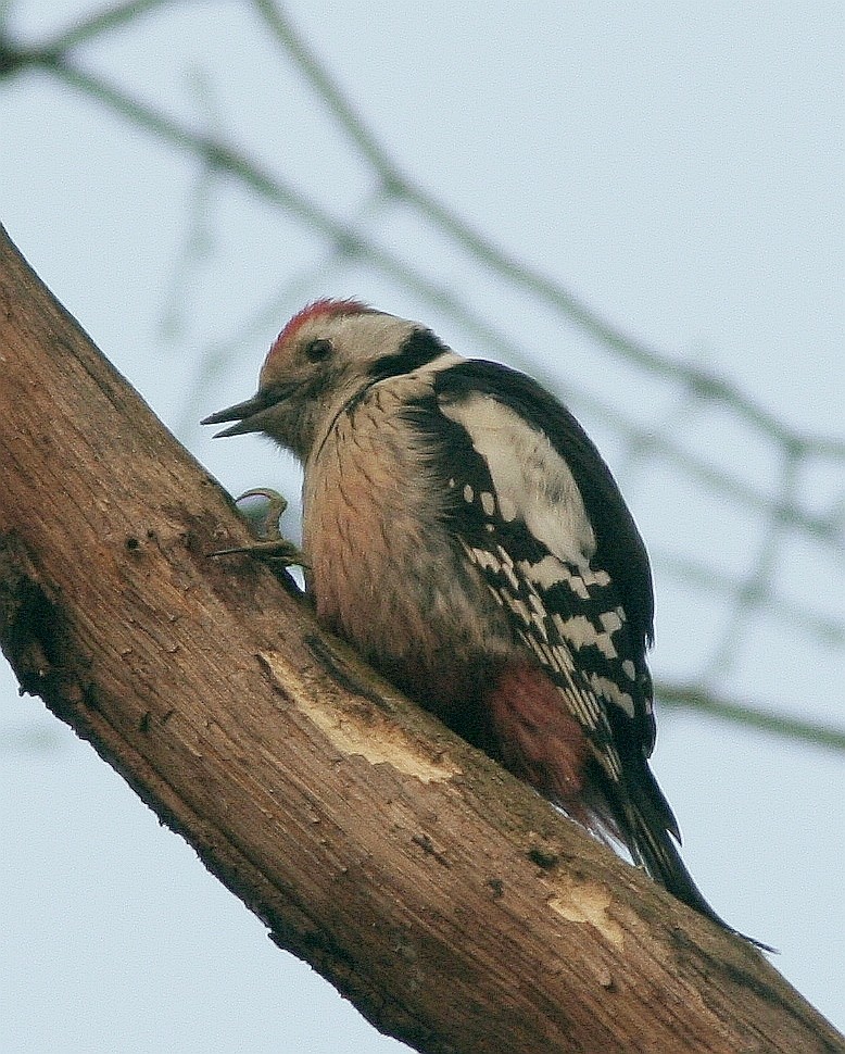 Middle Spotted Woodpecker (Dendrocoptes medius)