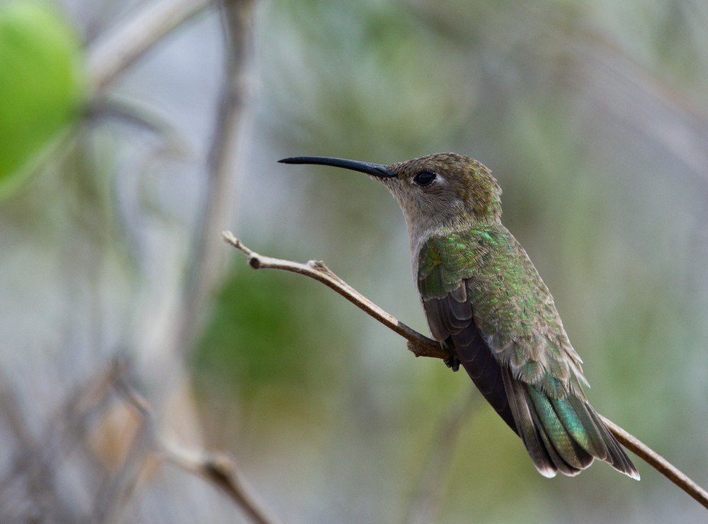 Leucippus (Leucippus)