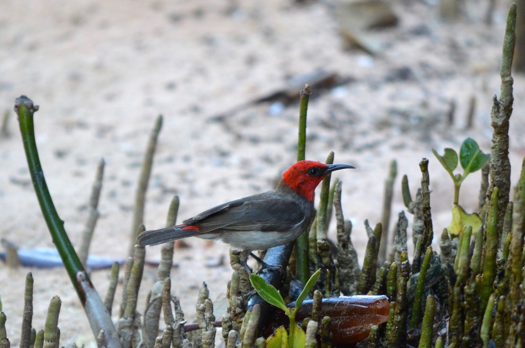 Suga-mel-de-cabeça-encarnada (Myzomela erythrocephala)