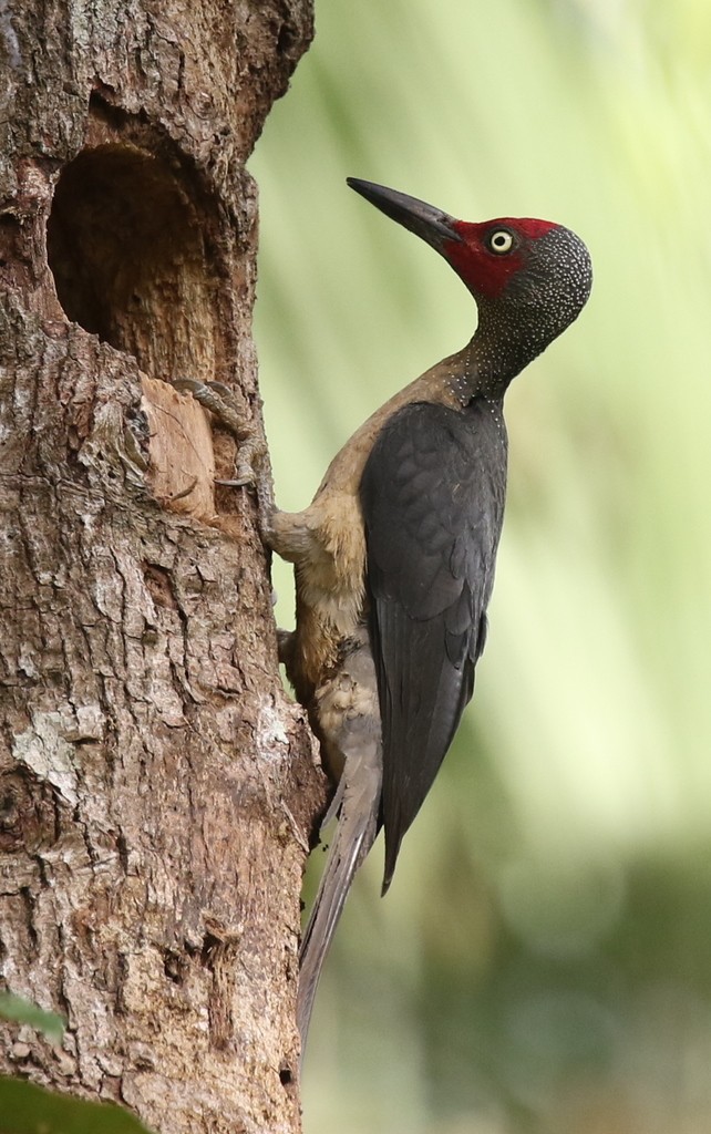 Mulleripicus (Mulleripicus)