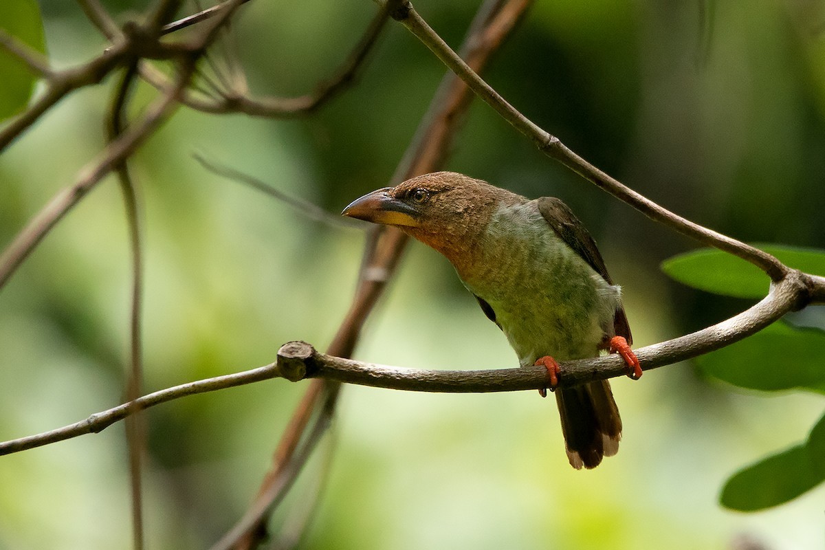 Caloramphus (Caloramphus)