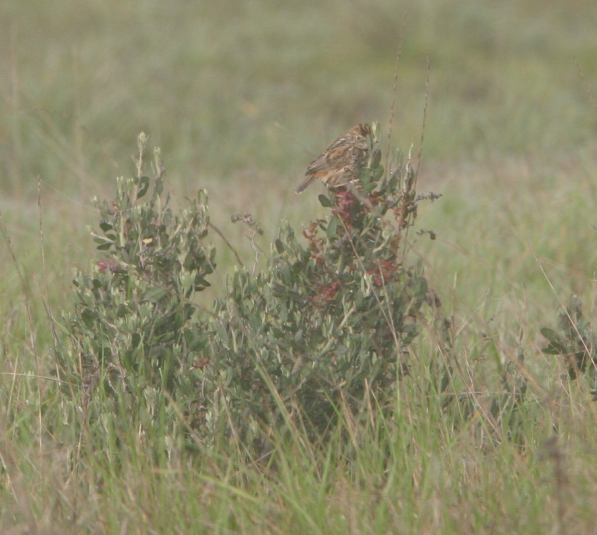 Tinktinkgraszanger (Cisticola textrix)
