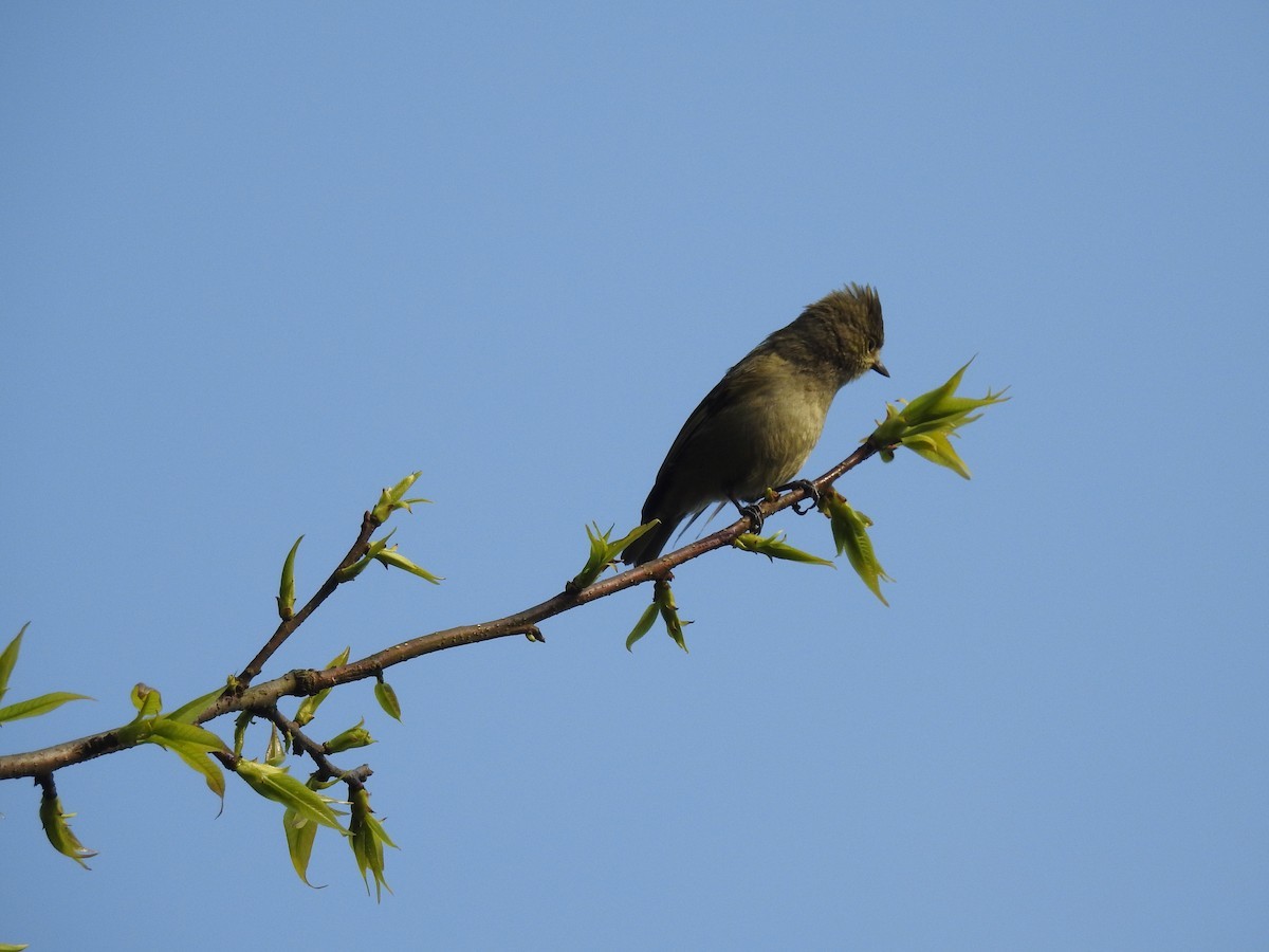 黃眉林雀 (Sylviparus modestus)