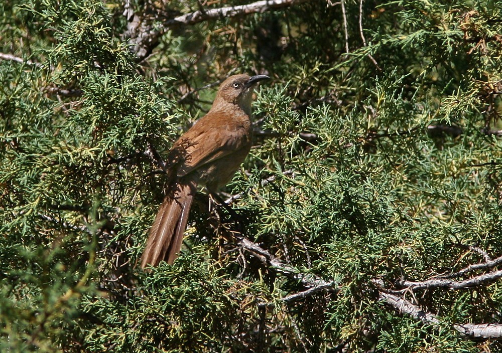 Tibetan Babax (Pterorhinus koslowi)