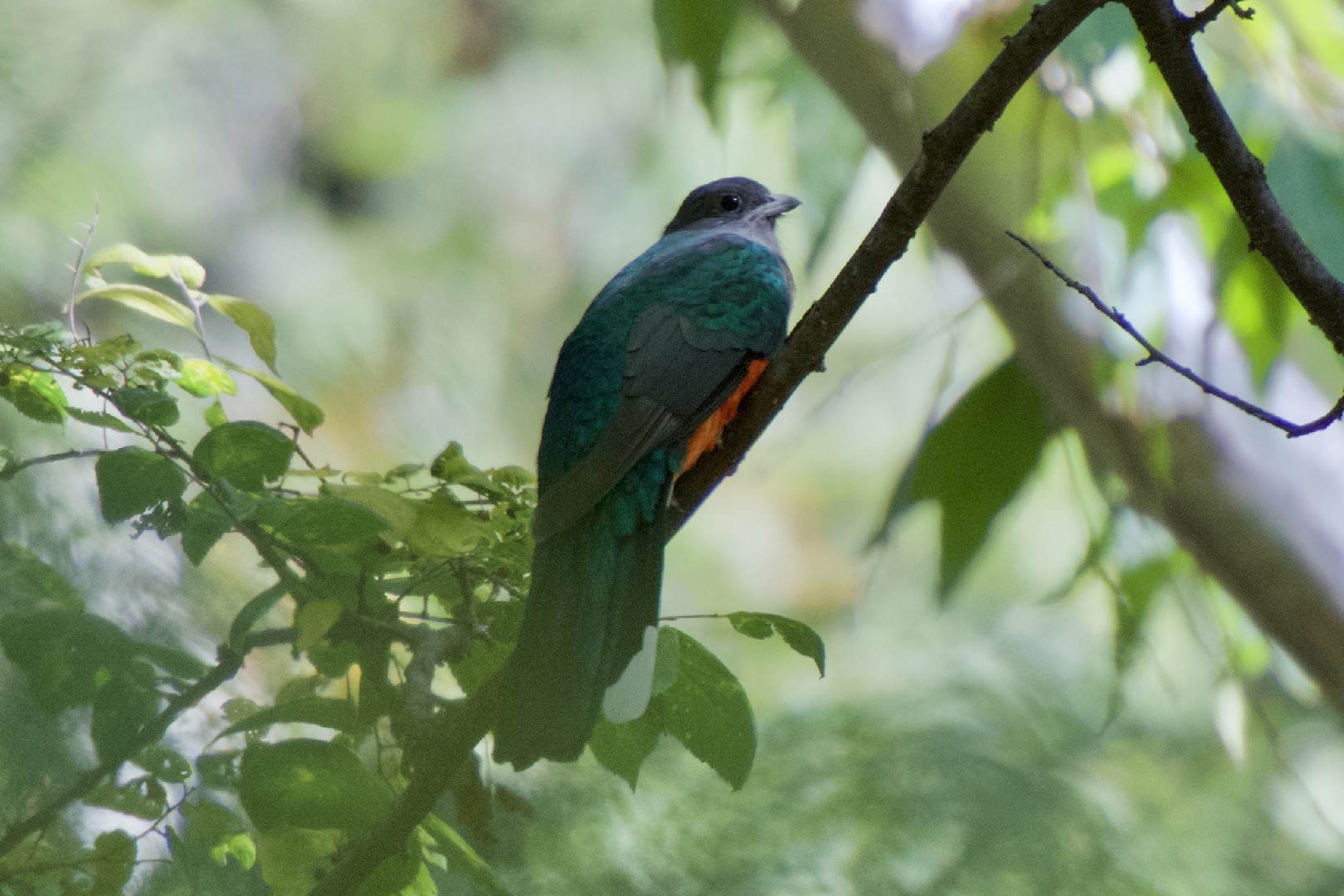 Eared Quetzal (Euptilotis)