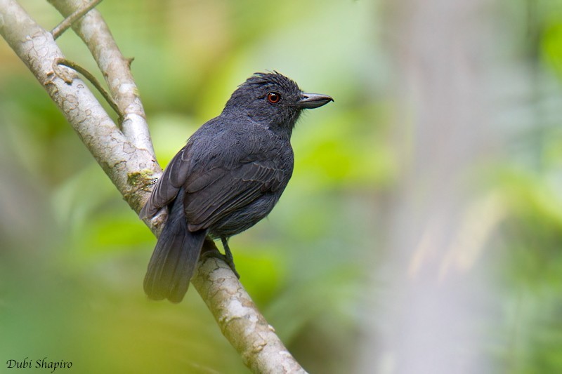 Batará alillano (Thamnophilus schistaceus)