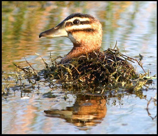 Masked Duck (Nomonyx)