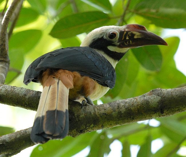 Tarictic hornbills (Penelopides)