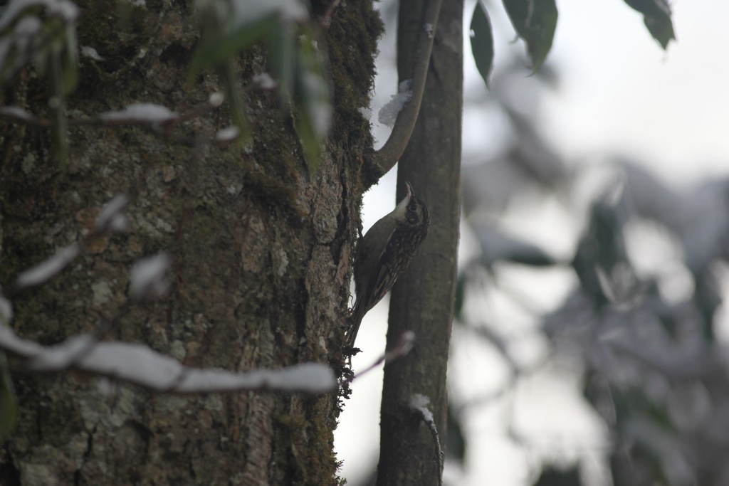 Sichuan Treecreeper (Certhia tianquanensis)