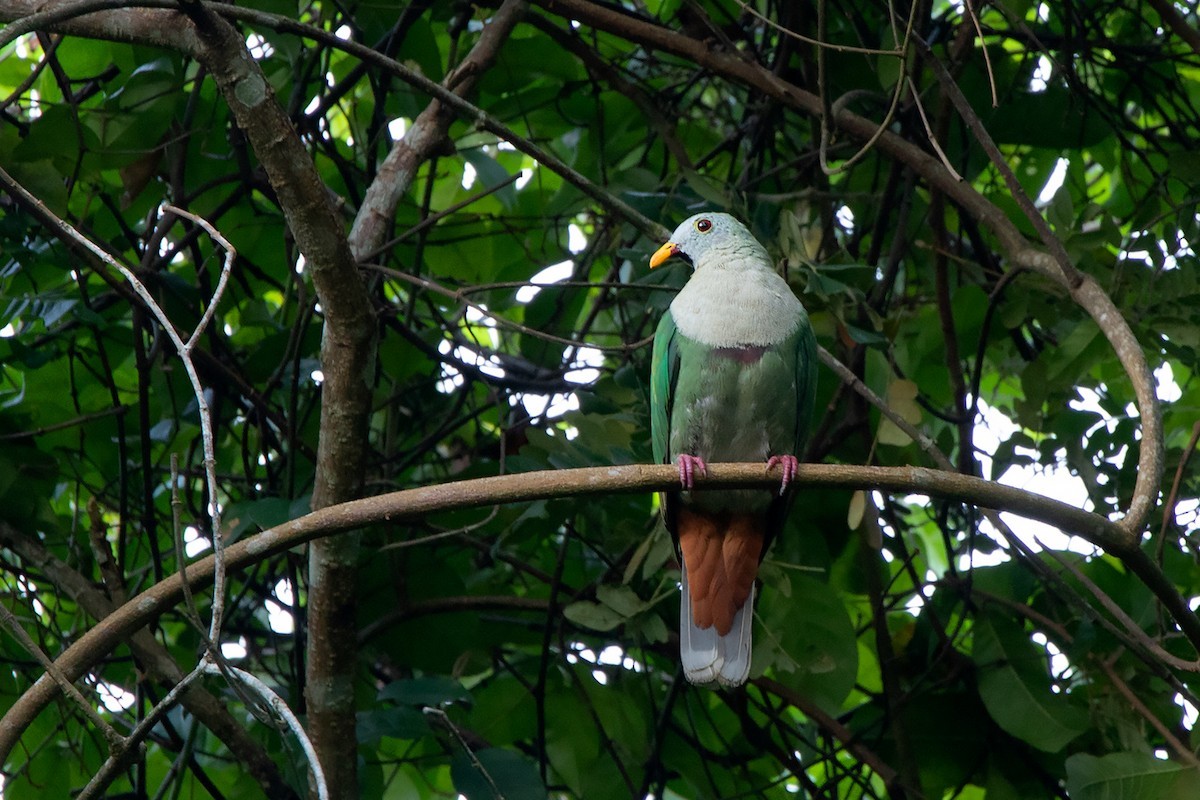 Black-chinned Fruit Dove