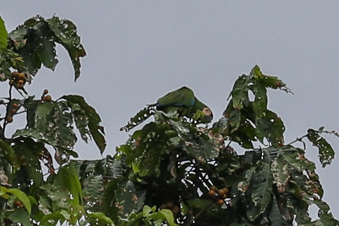 Periquito-de-asa-azul (Brotogeris cyanoptera)