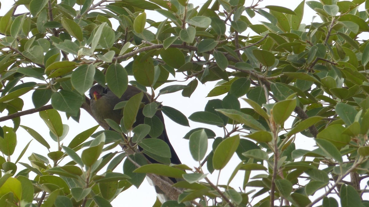 Malkoha (Taccocua)