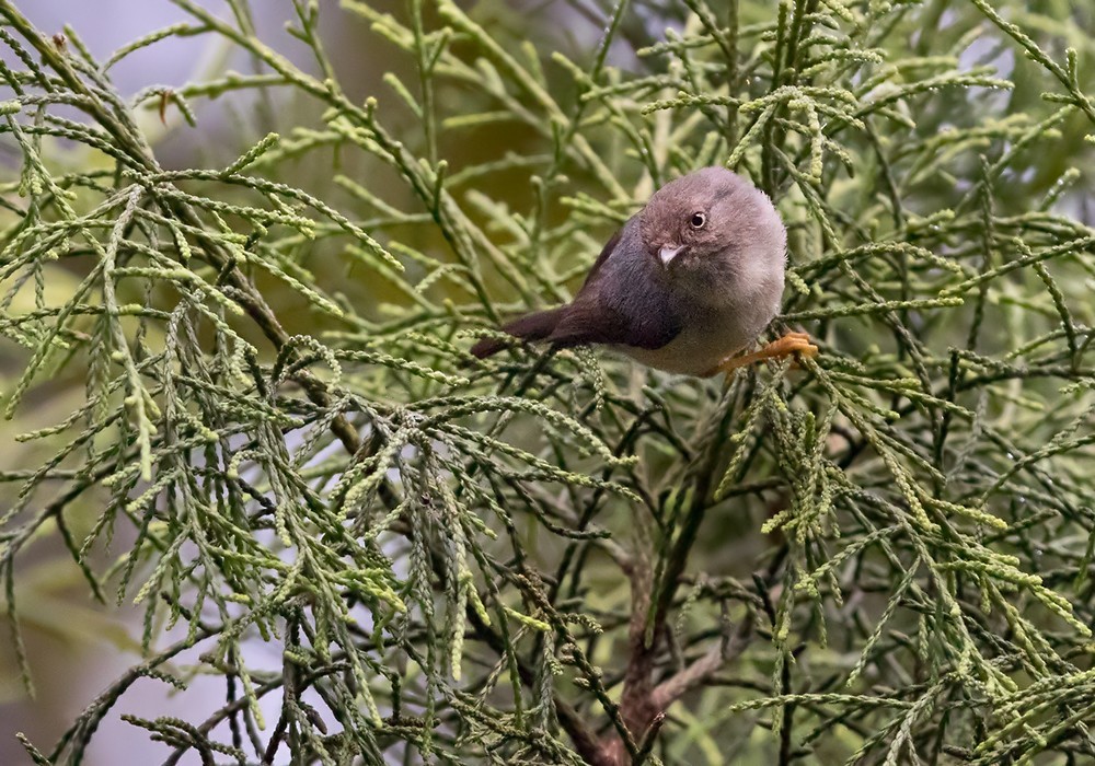 Tit (Psaltria)