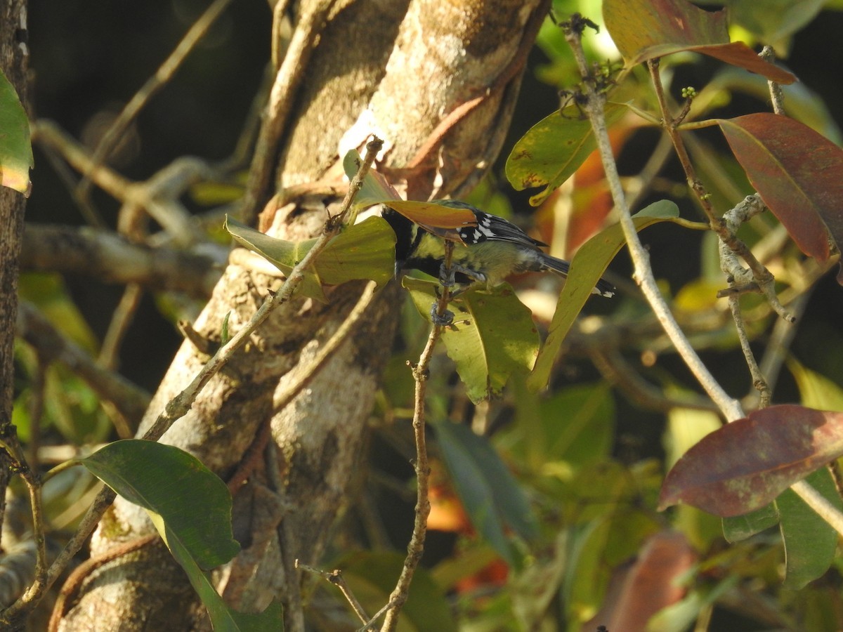 Carbonero Carigualdo Indio (Machlolophus aplonotus)