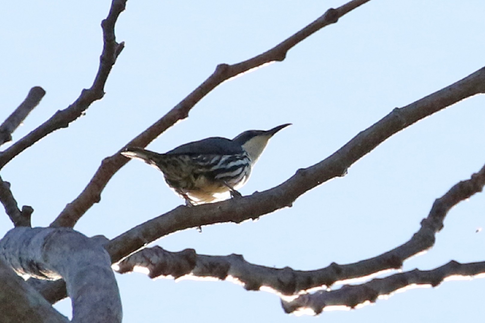 Rabdornis Común (Rhabdornis mystacalis)