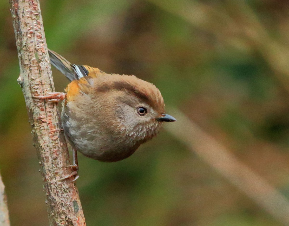 Fulveta de Manipur (Fulvetta manipurensis)