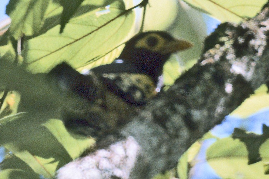 Yellow-billed barbet