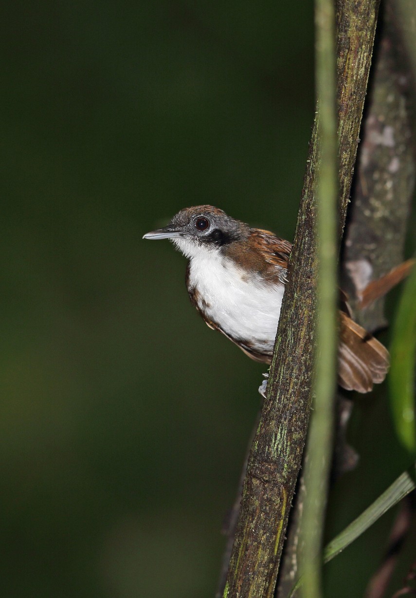 Fourmilier à joues blanches (Gymnopithys leucaspis)