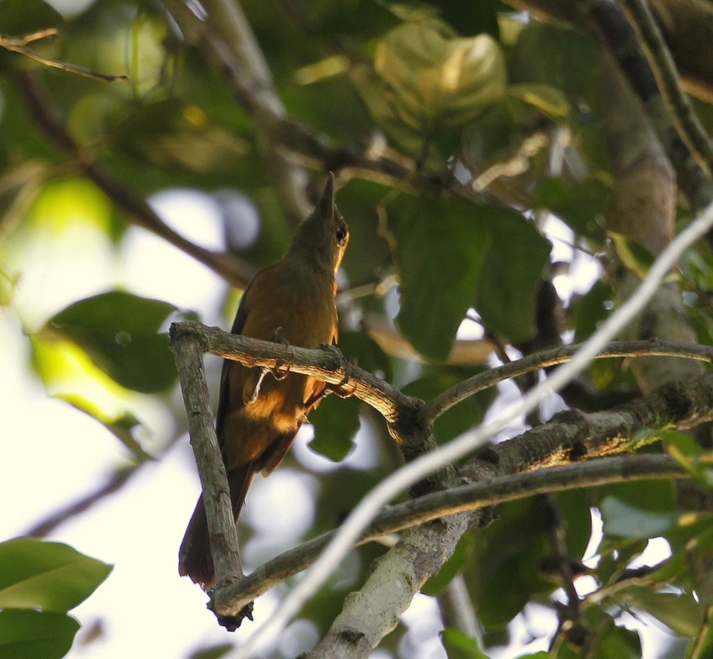 Pitohui (Pitohui)