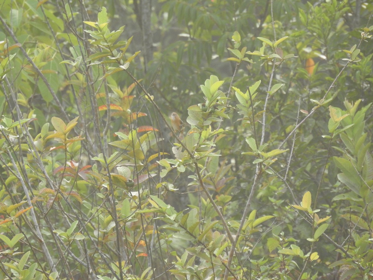 Tawny-bellied Babbler (Dumetia hyperythra)