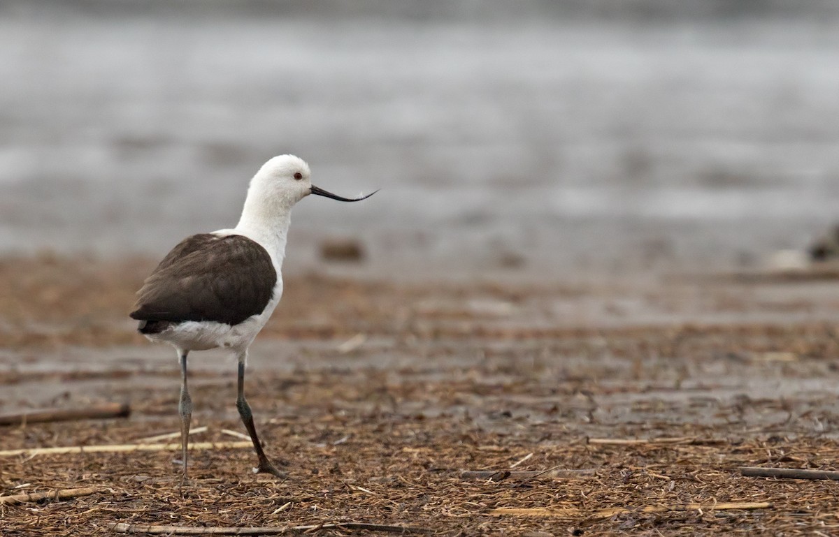 Andean Avocet (Recurvirostra andina)